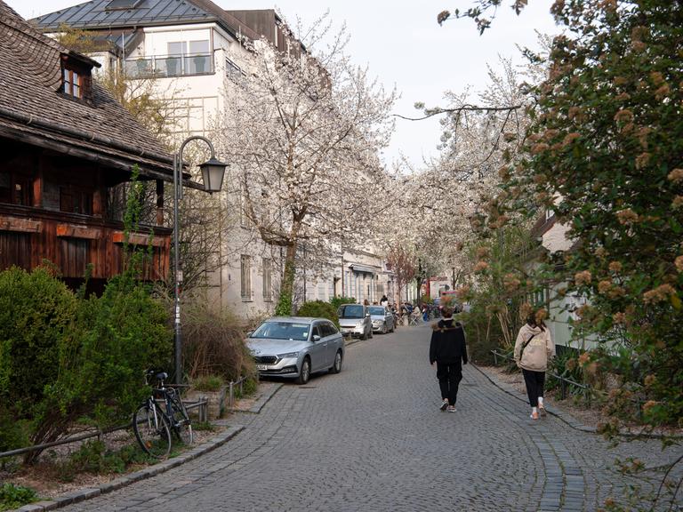 Eine idyllische Pflastersteinstraße, gesäumt von blühenden Bäumen, in Haidhausen.