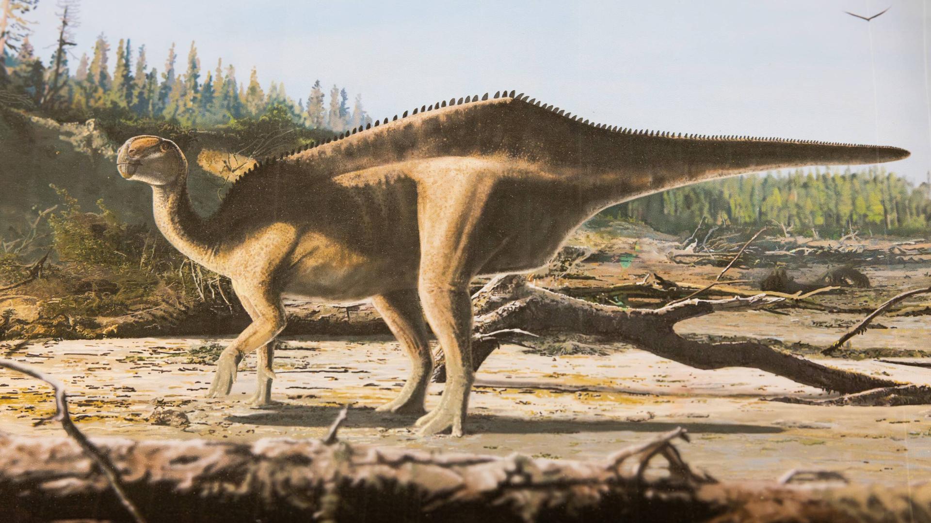 Künstlerische Darstellung der bislang unbekannten Dinosaurier-Art. Er steht auch vier Beinen und hat auch dem Rücken einen Kamm, der von einem Hautsegel umspannt war. Künstlerische Darstellung der bislang unbekannten Dinosaurier-Art. Er steht auch vier Beinen und hat auch dem Rücken einen Kamm, der von einem Hautsegel umspannt war.