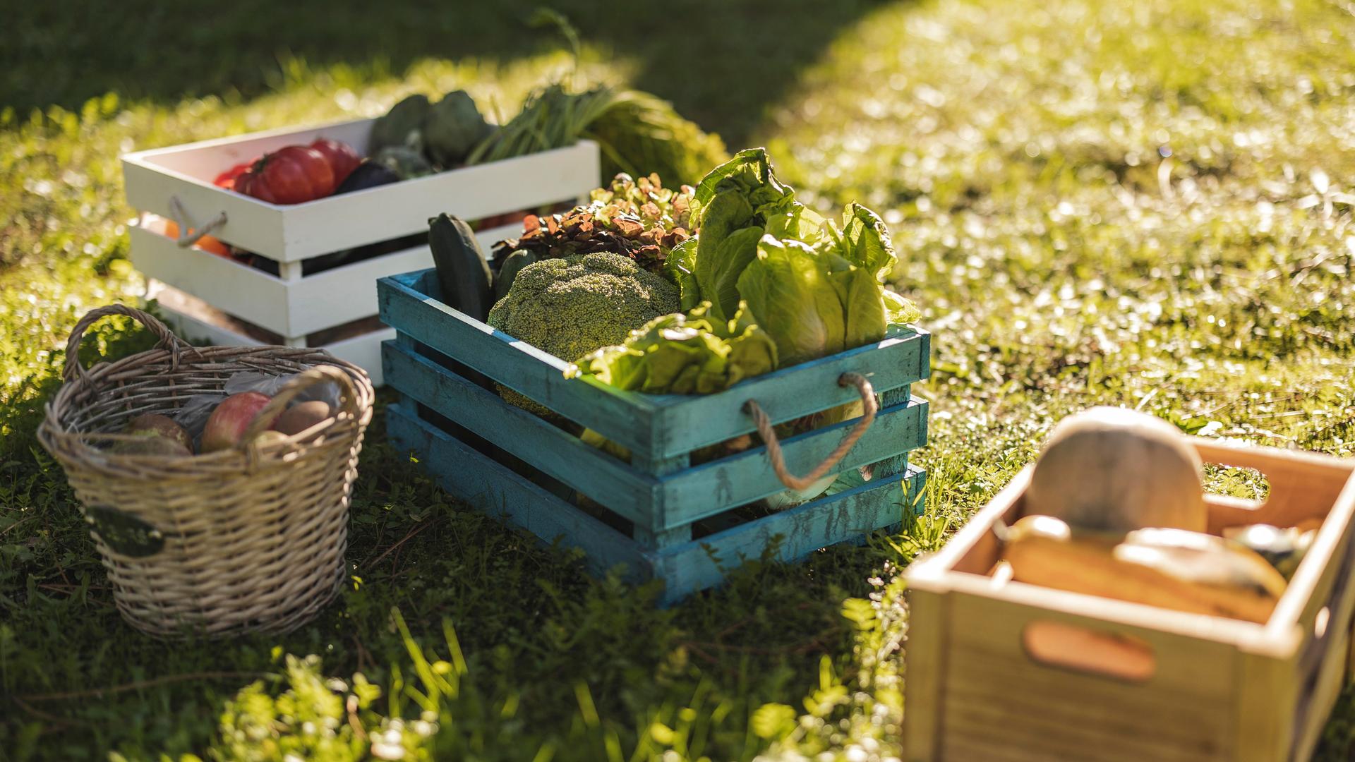Mehrere Kisten mit Gemüse stehen auf einer herbstbeschienenen Wiese. Zu sehen sind unter anderem Brokkoli, Zucchini, Salat und Äpfel. 