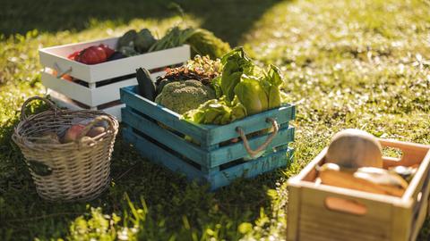 Mehrere Kisten mit Gemüse stehen auf einer herbstbeschienenen Wiese. Zu sehen sind unter anderem Brokkoli, Zucchini, Salat und Äpfel. 
