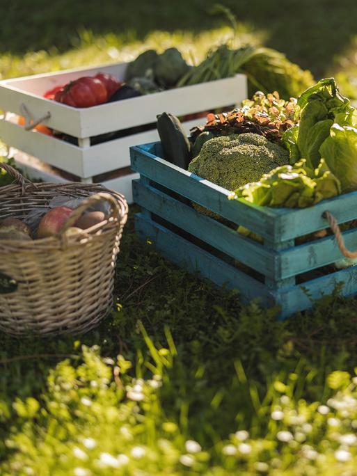 Mehrere Kisten mit Gemüse stehen auf einer herbstbeschienenen Wiese. Zu sehen sind unter anderem Brokkoli, Zucchini, Salat und Äpfel. 