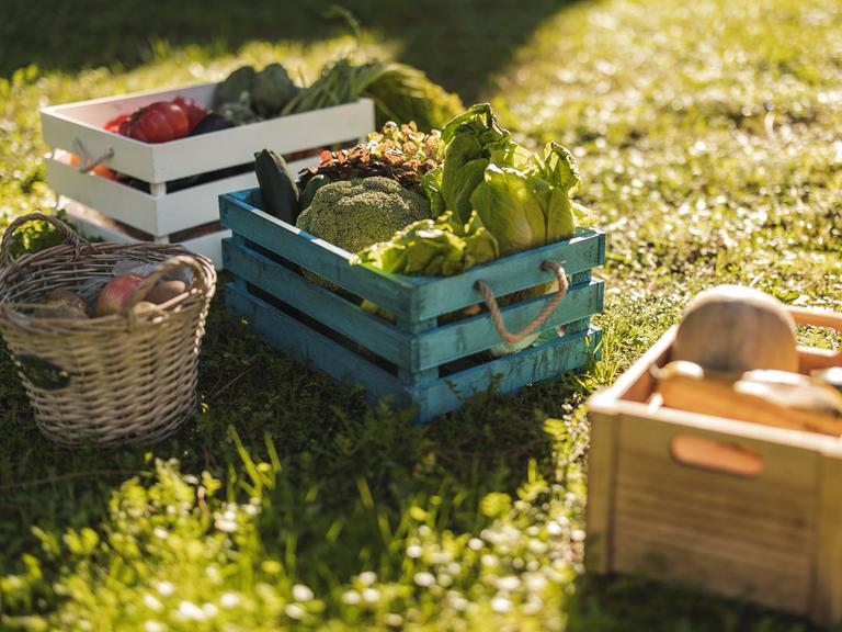 Mehrere Kisten mit Gemüse stehen auf einer herbstbeschienenen Wiese. Zu sehen sind unter anderem Brokkoli, Zucchini, Salat und Äpfel. 