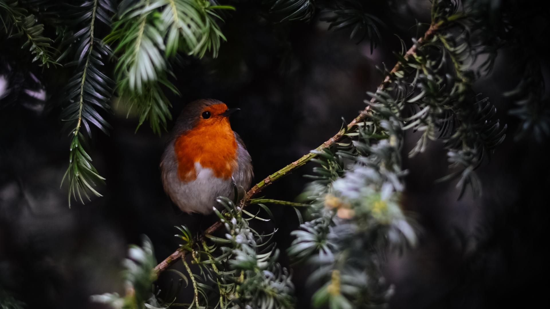 Ein roter Vogel sitzt inmitten verschneiter Einsamkit