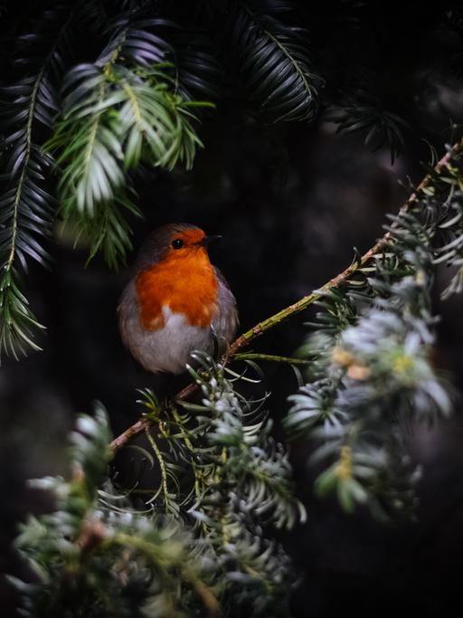 Ein roter Vogel sitzt inmitten verschneiter Einsamkit