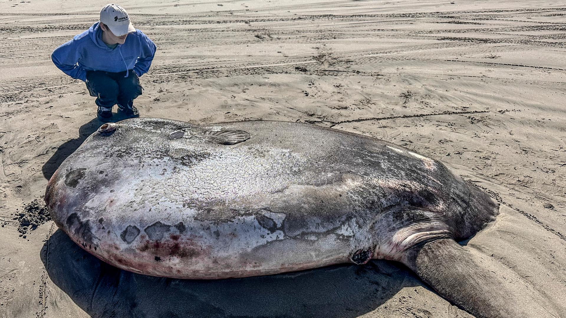 Ein riesiger Mondfisch wurde an einen Strand angeschwemmt. Seine Haut gleicht dem Aussehen der Oberfläche des Mondes. Ein riesiger Mondfisch wurde an einen Strand angeschwemmt. Seine Haut gleicht dem Aussehen der Oberfläche des Mondes.
