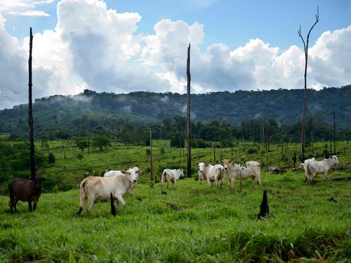 Rinder stehen auf einer gerodeten Fläche zwischen einzelnen toten Bäumen.