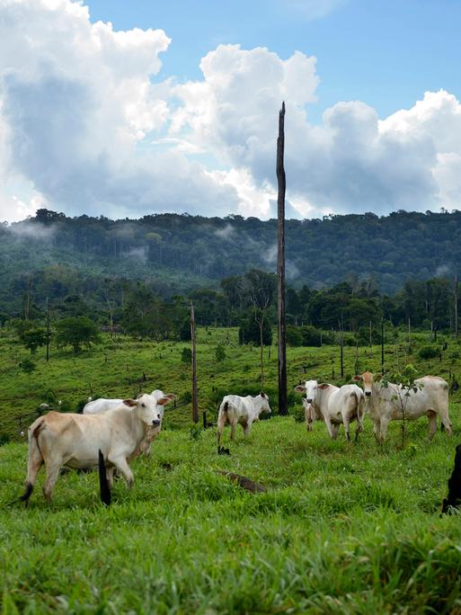 Rinder stehen auf einer gerodeten Fläche zwischen einzelnen toten Bäumen.