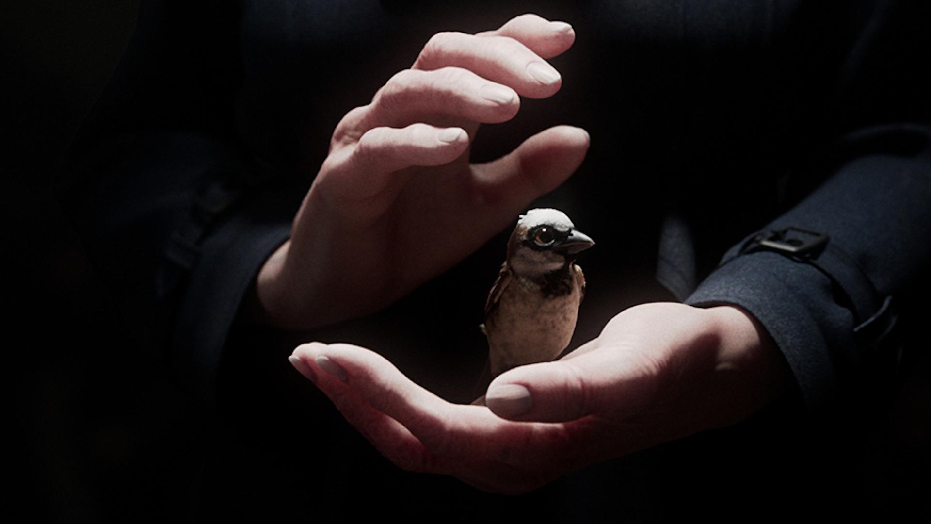 Szene aus dem Kurzfilm "A Sparrow's Song": Zwei Hände halten einen Spatz Szene aus dem Kurzfilm "A Sparrow's Song": Zwei Hände halten einen Spatz