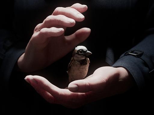 Szene aus dem Kurzfilm "A Sparrow's Song": Zwei Hände halten einen Spatz