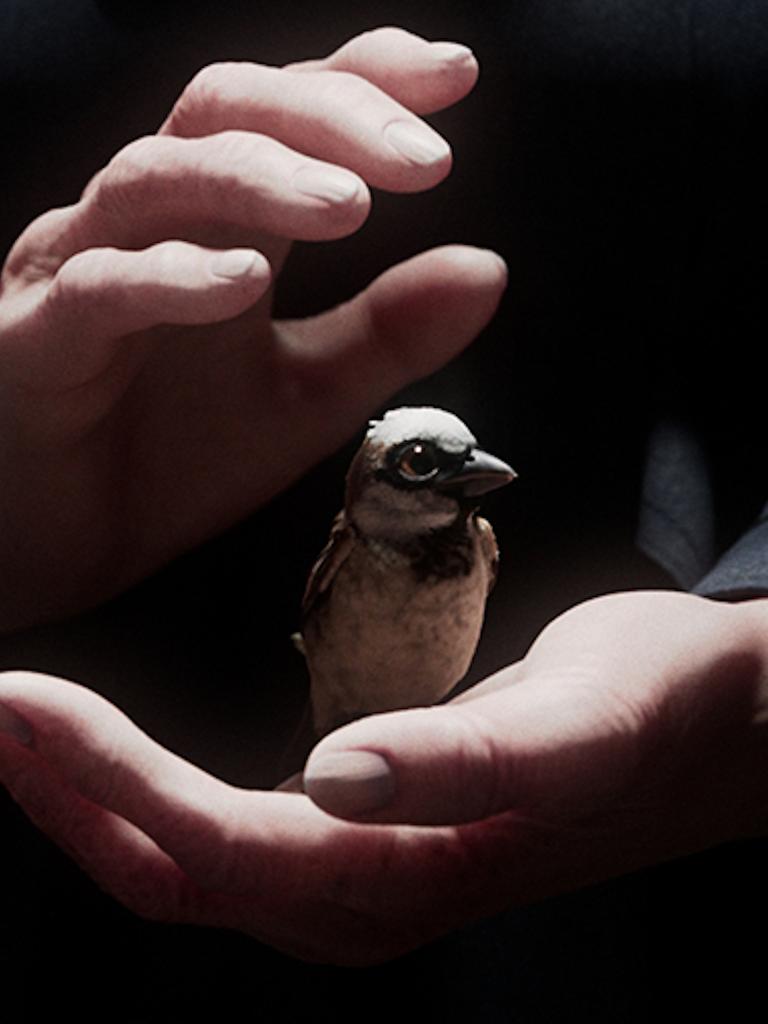 Szene aus dem Kurzfilm "A Sparrow's Song": Zwei Hände halten einen Spatz
