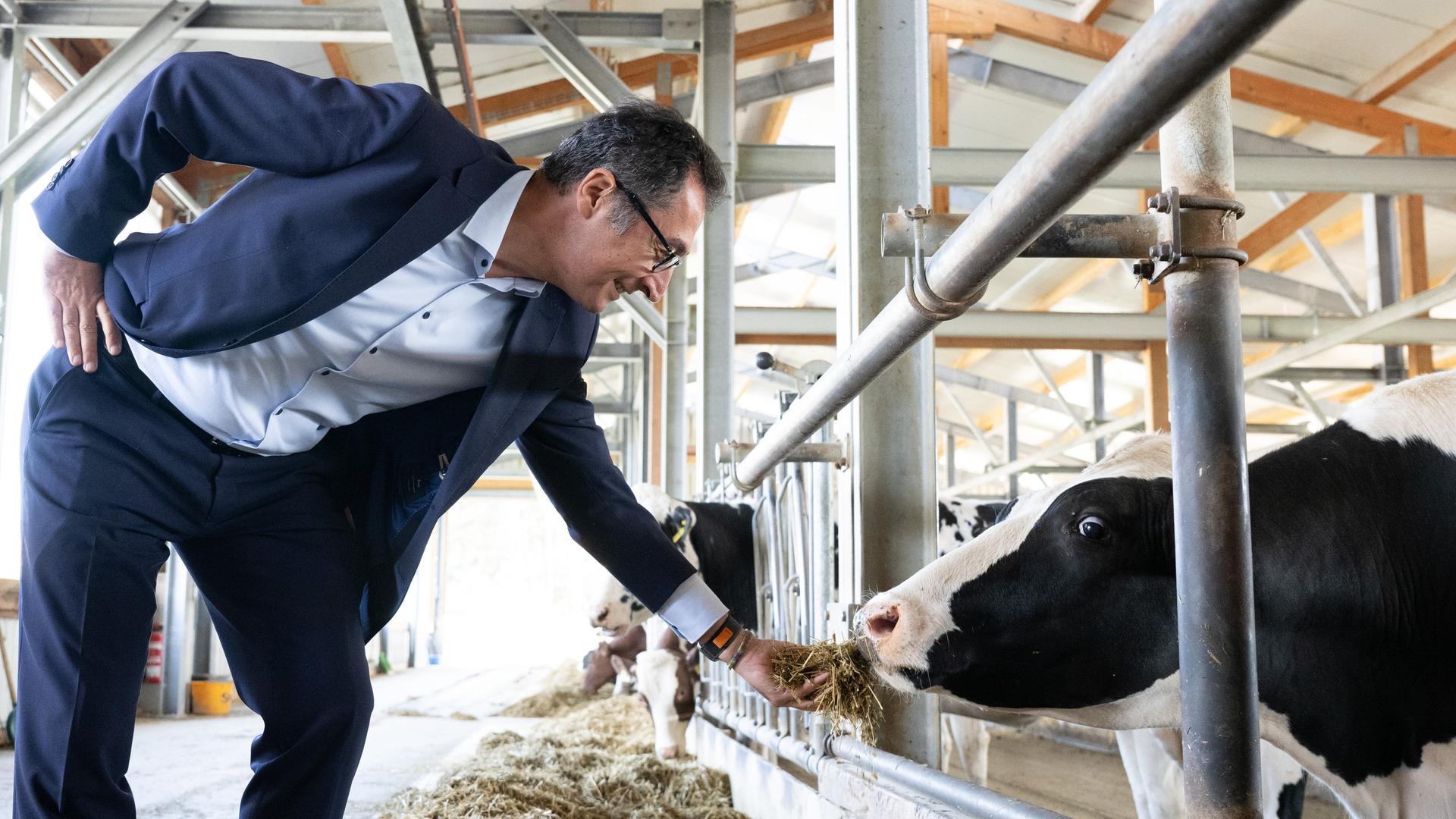 Landwirtschaftsminister Özdemir füttert eine Kuh.