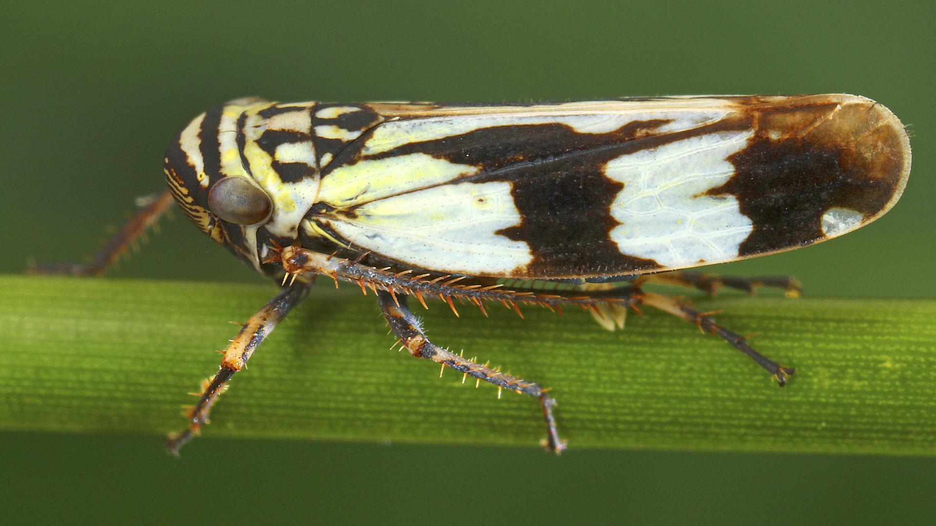 Das braun-weiße Insekt sitzt auf einem Blattstengel vor einem grüne Hintergrund. 