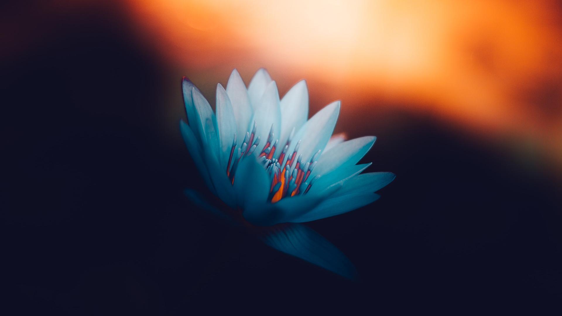 Eine blaue Blüte bei Sonnenuntergang. 