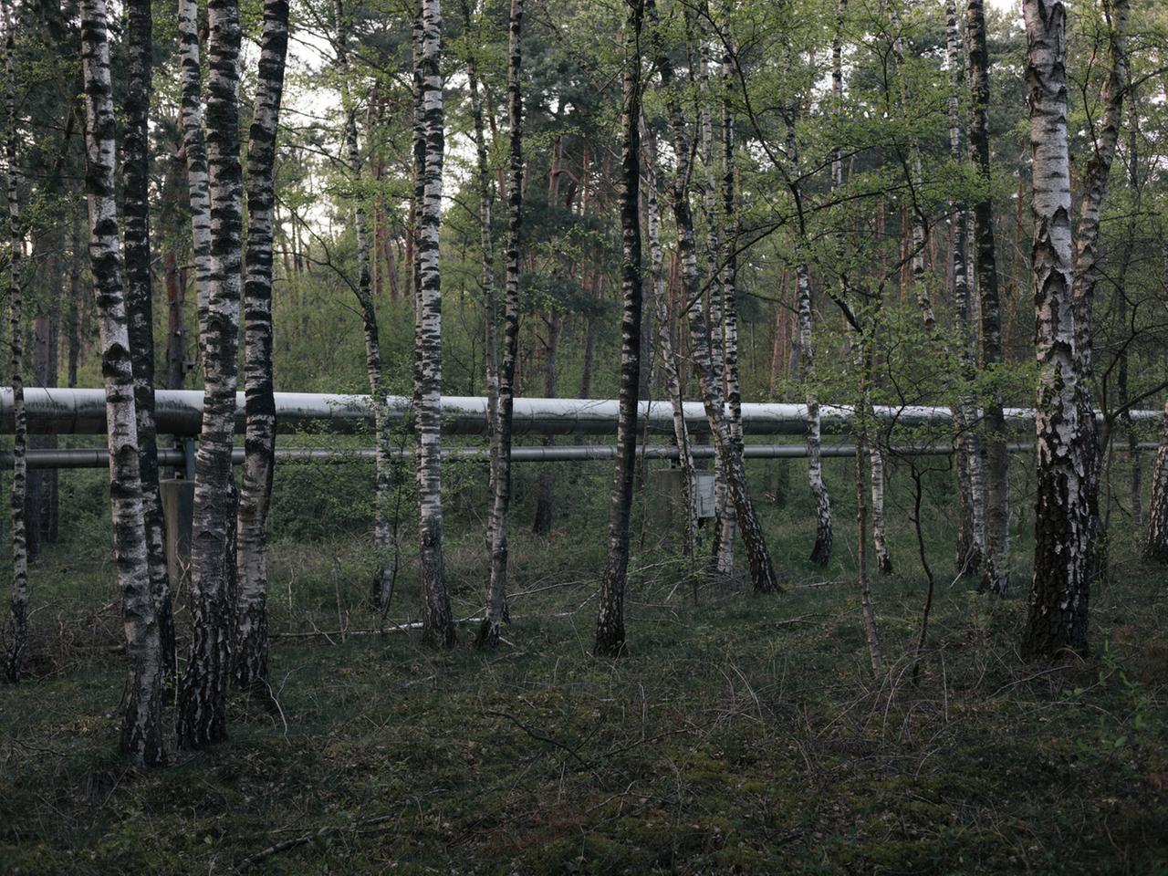 Gasrohr führt durch einen Birkenwald. 