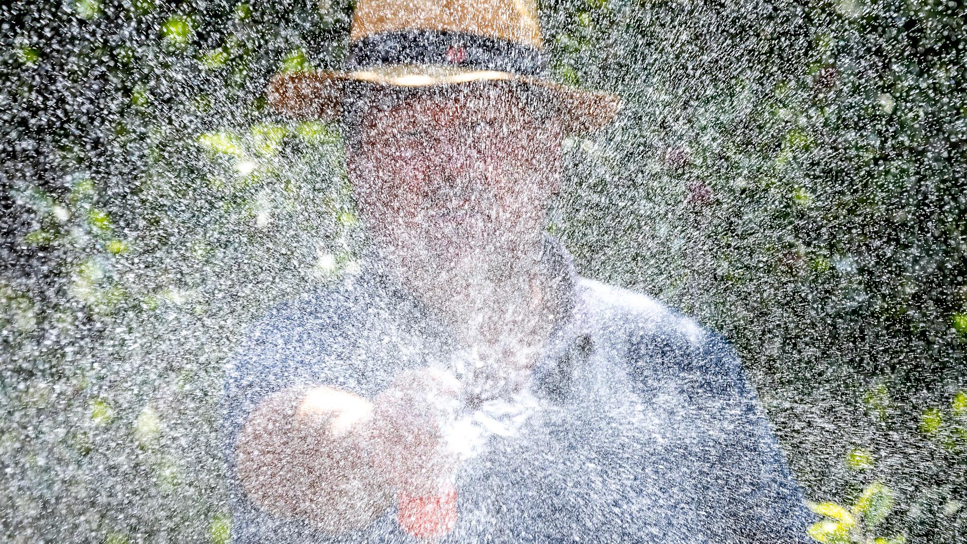 Ein Mann spritzt mit einem Gartenschlauch Brunnenwasser auf die Rosenbeete in einem Kleingarten