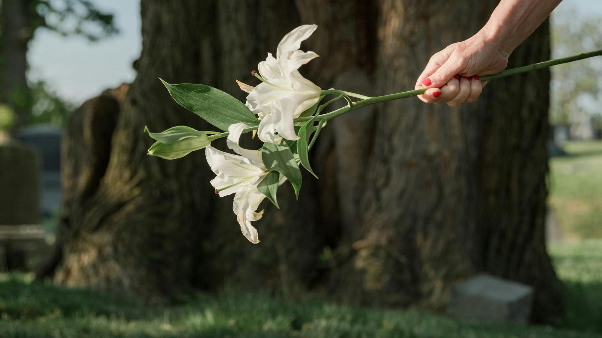 Der Blick fällt auf die Hand einer jungen Frau, die gerade eine weiße Lilie auf ein Grab legt.