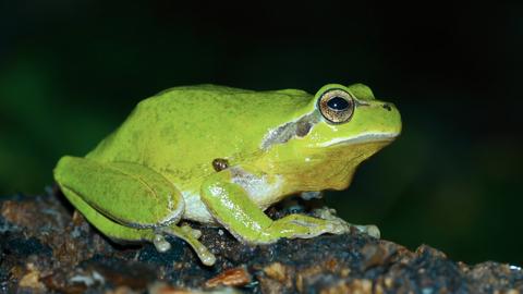 Ein Laubfrosch sitzt auf einem Ast. 
