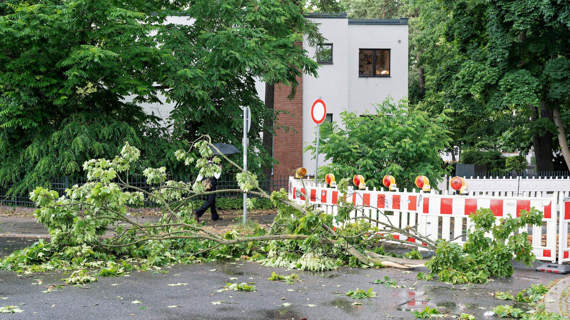Ein abgeknickter Baum liegt auf einer Straße. Ein abgeknickter Baum liegt auf einer Straße.