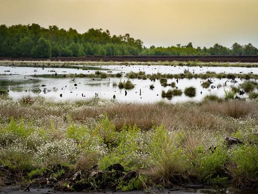 Blick auf eine Moor, das teilweise unter Wasser steht -  