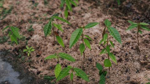 Junge tropische Pflanzen eines Projektes der Wiederaufforstung des Amazonas