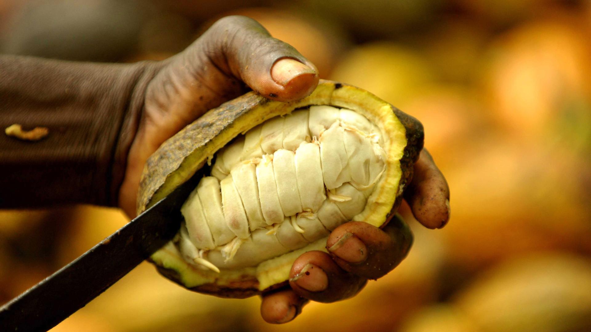 Eine Kakaoschote wird von einer Person mit einem Messer geöffnet.