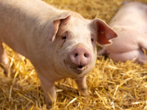 Ein Schwein steht auf Strohboden