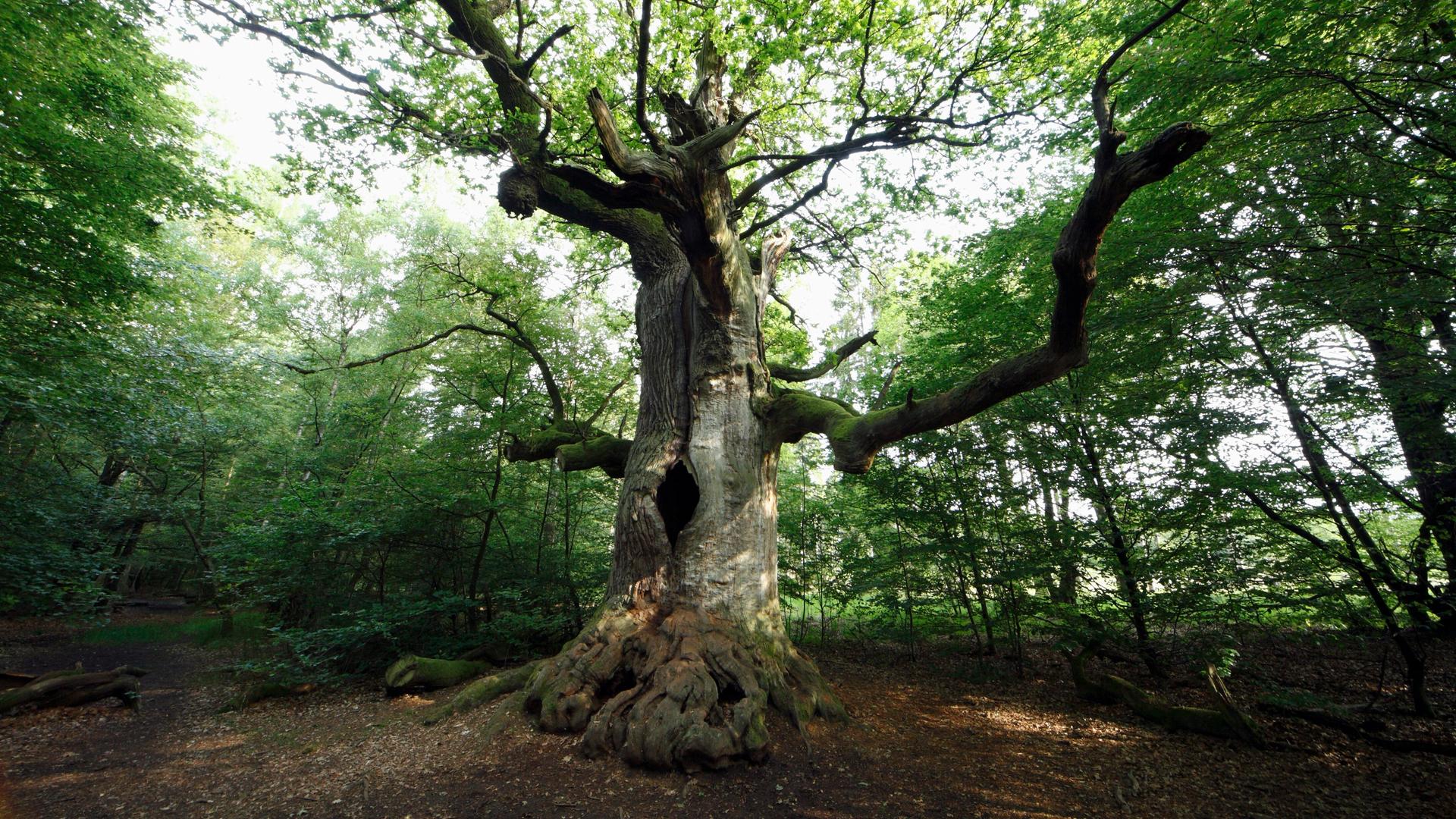 Eine Eiche steht einzeln im grünen Wald. Ein Uralter Baum im Urwald Sababurg in Hessen Eine Eiche steht einzeln im grünen Wald. Ein Uralter Baum im Urwald Sababurg in Hessen