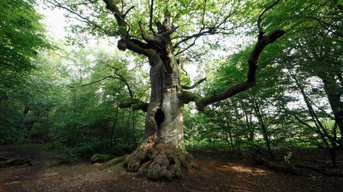 Eine Eiche steht einzeln im grünen Wald. Ein Uralter Baum im Urwald Sababurg in Hessen Eine Eiche steht einzeln im grünen Wald. Ein Uralter Baum im Urwald Sababurg in Hessen