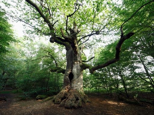 Eine Eiche steht einzeln im grünen Wald. Ein Uralter Baum im Urwald Sababurg in Hessen