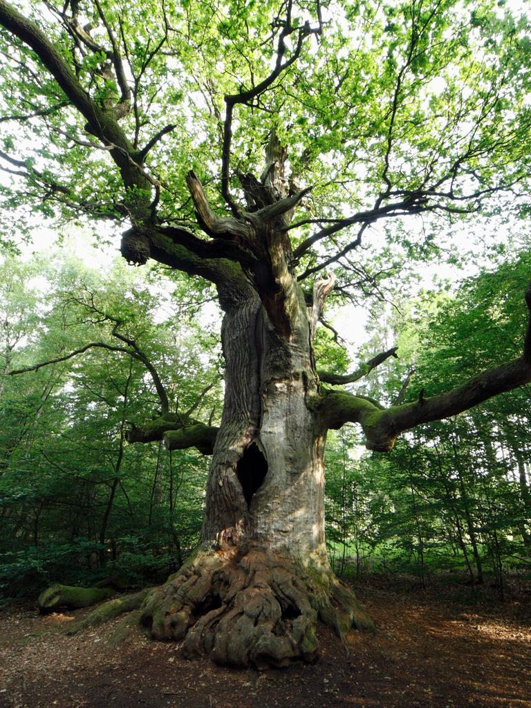 Eine Eiche steht einzeln im grünen Wald. Ein Uralter Baum im Urwald Sababurg in Hessen