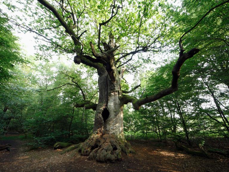 Eine Eiche steht einzeln im grünen Wald. Ein Uralter Baum im Urwald Sababurg in Hessen