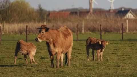 Kuh mit ihren Kälbern auf einer Weide mit Windkraftanlagen im Hintergrund. (Symbolbild)