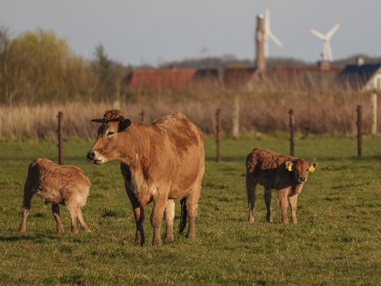 Kuh mit ihren Kälbern auf einer Weide mit Windkraftanlagen im Hintergrund. (Symbolbild)