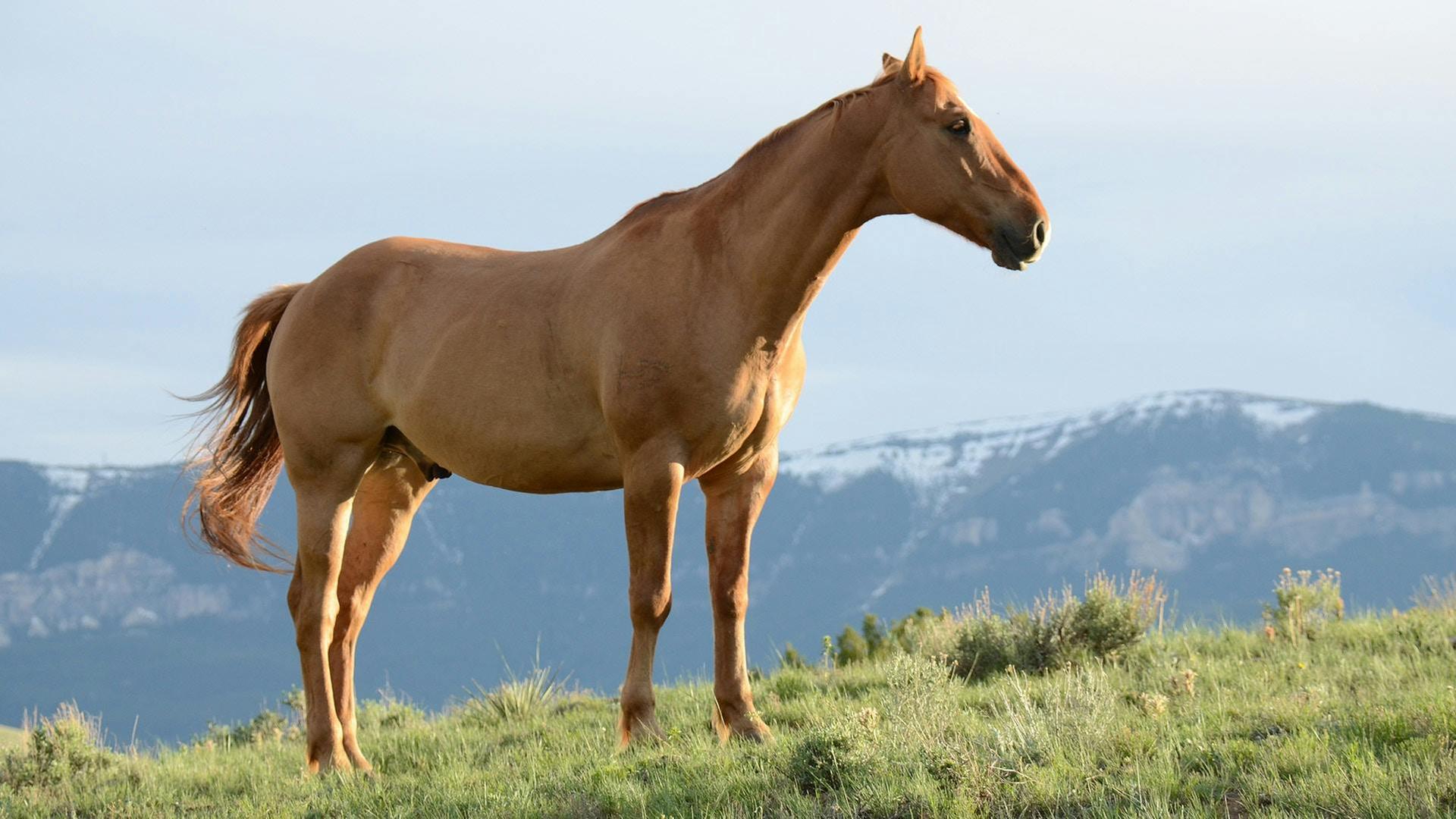 Ein Hengst steht auf einer Wiese in einer Berglandschaft.