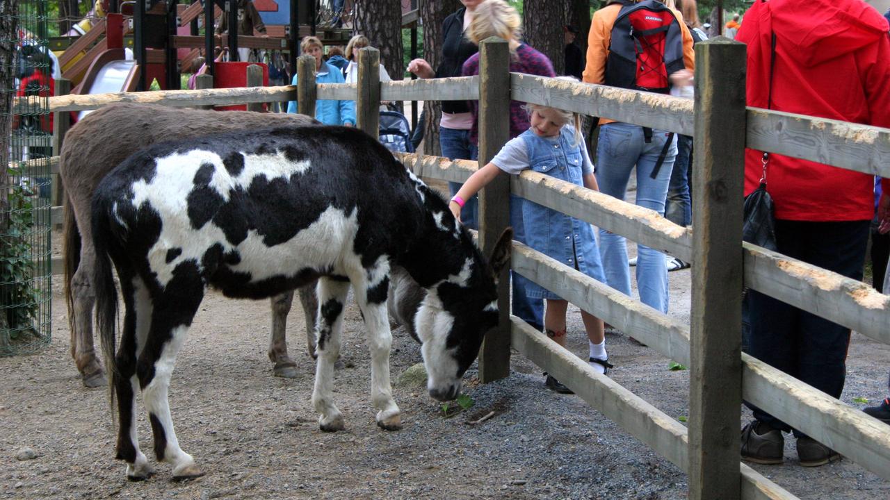 Ein Kind streichelt ein Pferd, das hinter einem Zaun steht.