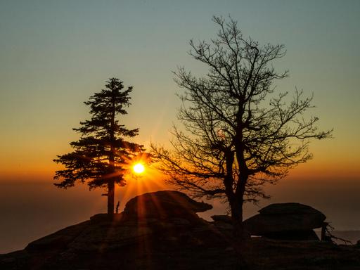 Blick auf eine Bergkuppe, auf der ein Laubbaum ohne Blätter und ein Nadelbaum eng nebeneinander stehen.