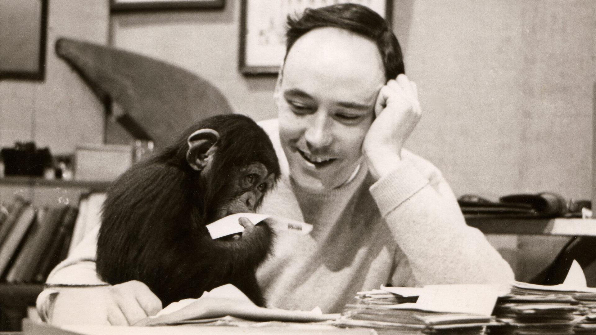 Eine Schwarz-Weiß-Aufnahme des britischen Zoologen und Künstlers Desmond Morris: Er sitzt an einem Schreibtisch und blickt lächelnd auf einen kleine Schimpansen, der vor ihm sitzt und mit einem Papier spielt. Eine Schwarz-Weiß-Aufnahme des britischen Zoologen und Künstlers Desmond Morris: Er sitzt an einem Schreibtisch und blickt lächelnd auf einen kleine Schimpansen, der vor ihm sitzt und mit einem Papier spielt.