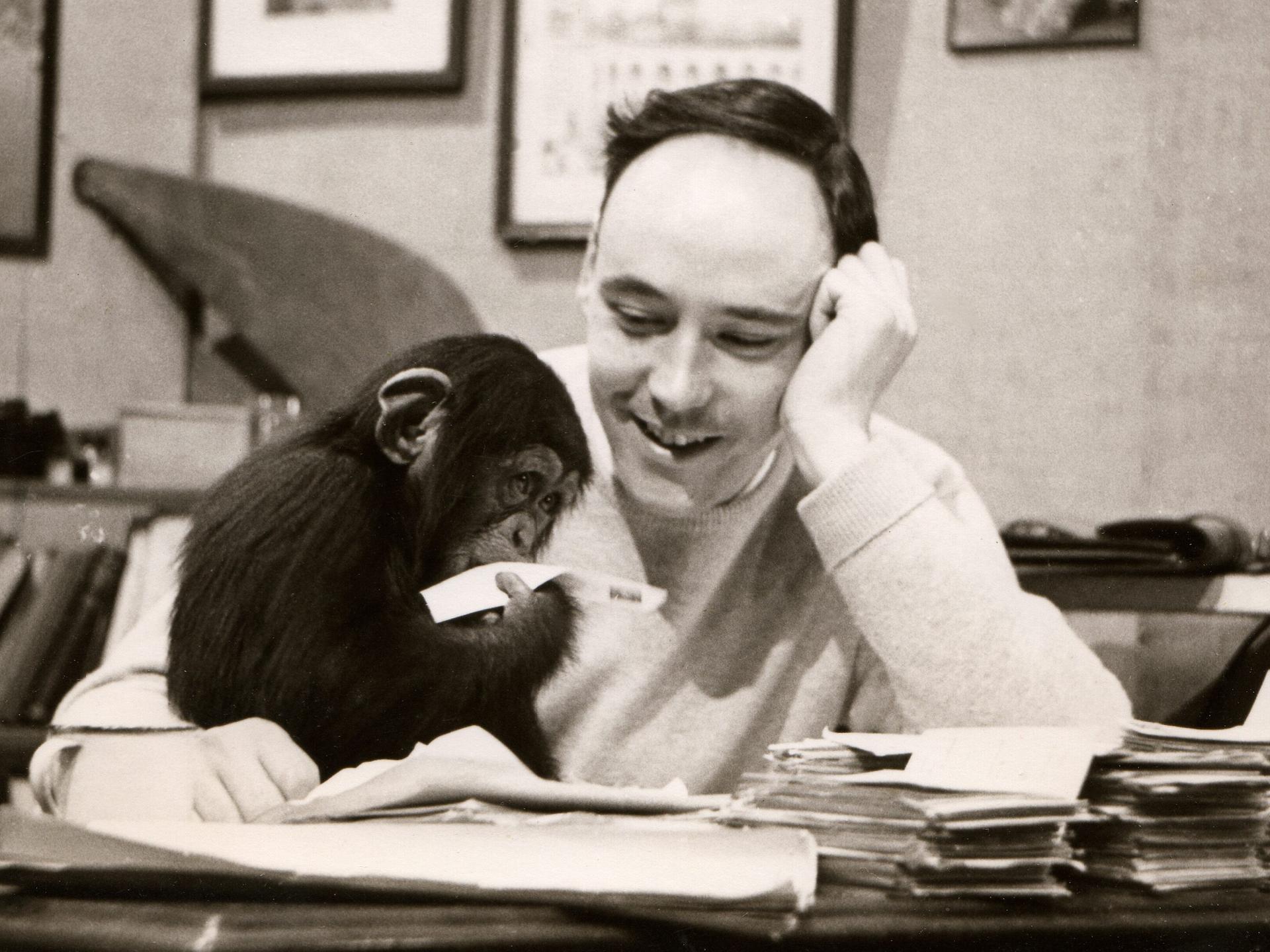 Eine Schwarz-Weiß-Aufnahme des britischen Zoologen und Künstlers Desmond Morris: Er sitzt an einem Schreibtisch und blickt lächelnd auf einen kleine Schimpansen, der vor ihm sitzt und mit einem Papier spielt.
