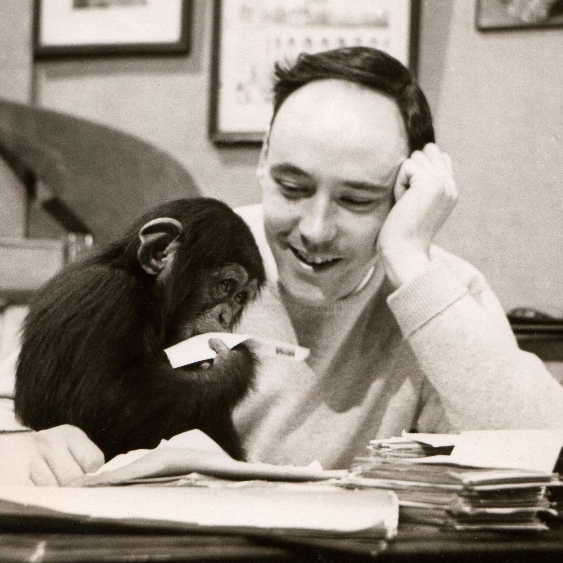 Zoologe, Maler, TV-Gesicht: Zum Tod von "Der nackte Affe"-Autor Desmond Morris