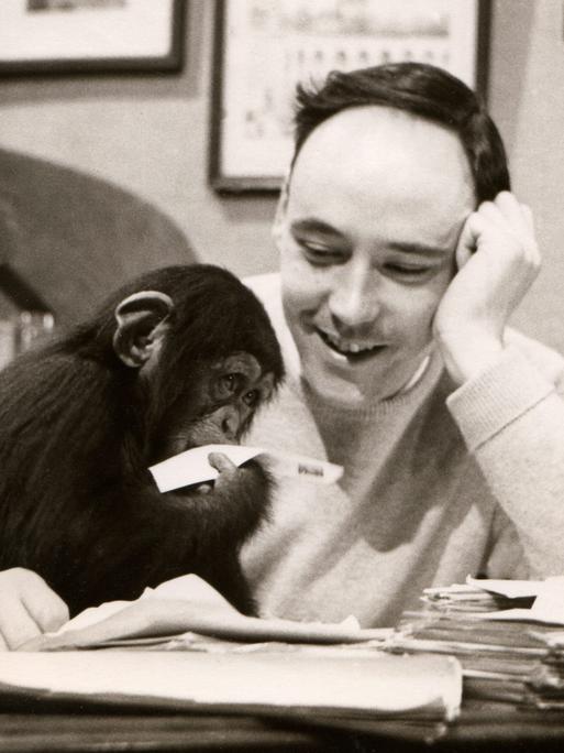 Eine Schwarz-Weiß-Aufnahme des britischen Zoologen und Künstlers Desmond Morris: Er sitzt an einem Schreibtisch und blickt lächelnd auf einen kleine Schimpansen, der vor ihm sitzt und mit einem Papier spielt.
