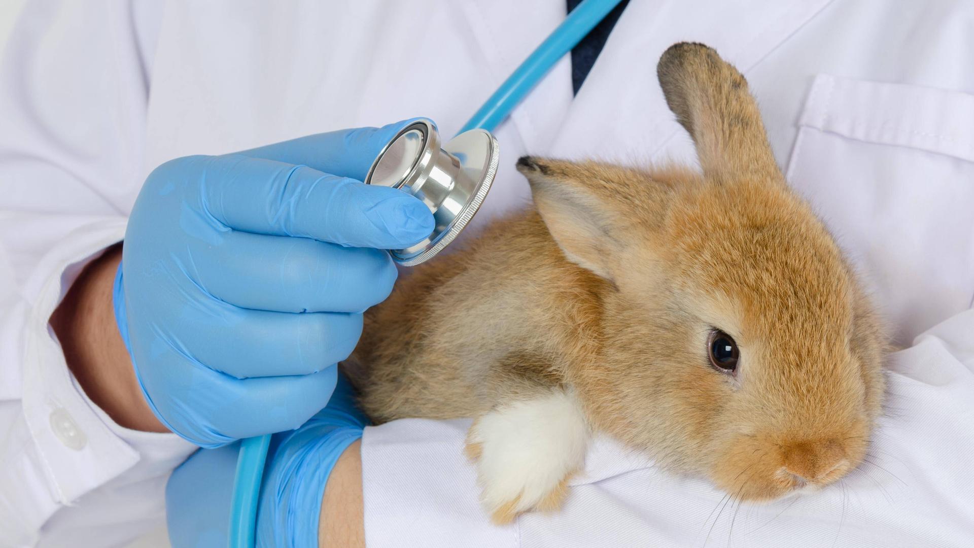 Ein Tierarzt hält ein braunes Kaninchen auf dem Arm und untersucht es mit Stethoskop Ein Tierarzt hält ein braunes Kaninchen auf dem Arm und untersucht es mit Stethoskop