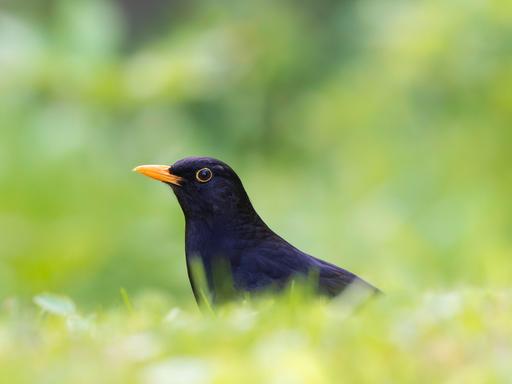 Eine Amsel auf einer grünen Wiese