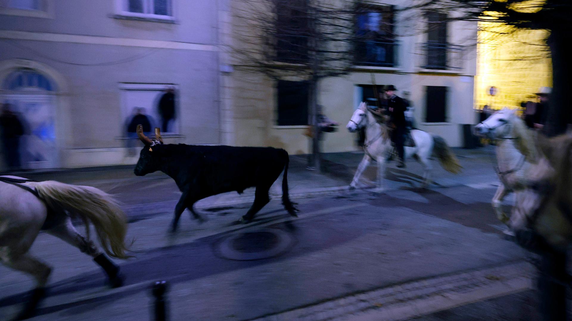 Reiter Treiben einen Stiere durch die Straßen von Aigues-Mortes.