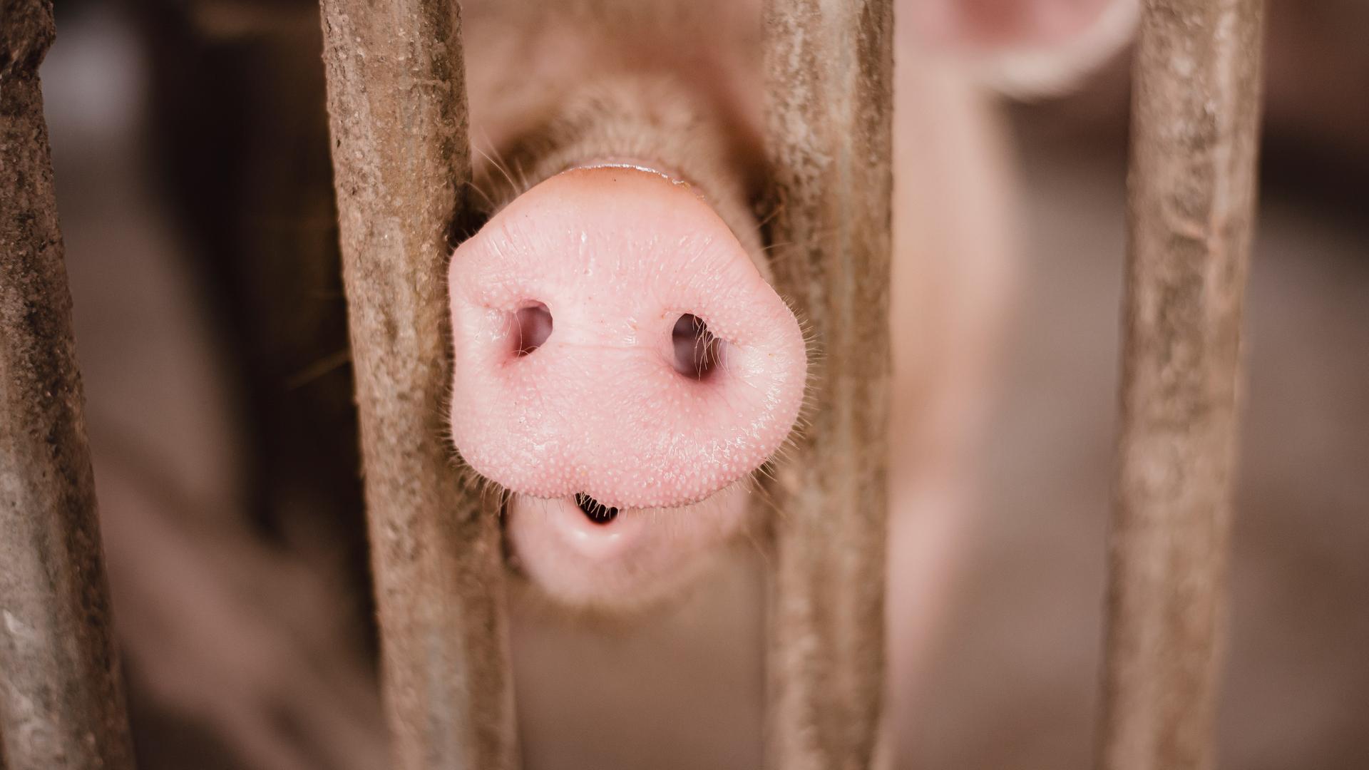 Nahaufnahme eines Schweins, das seine Nase durch zwei Gitterstäbe schiebt.