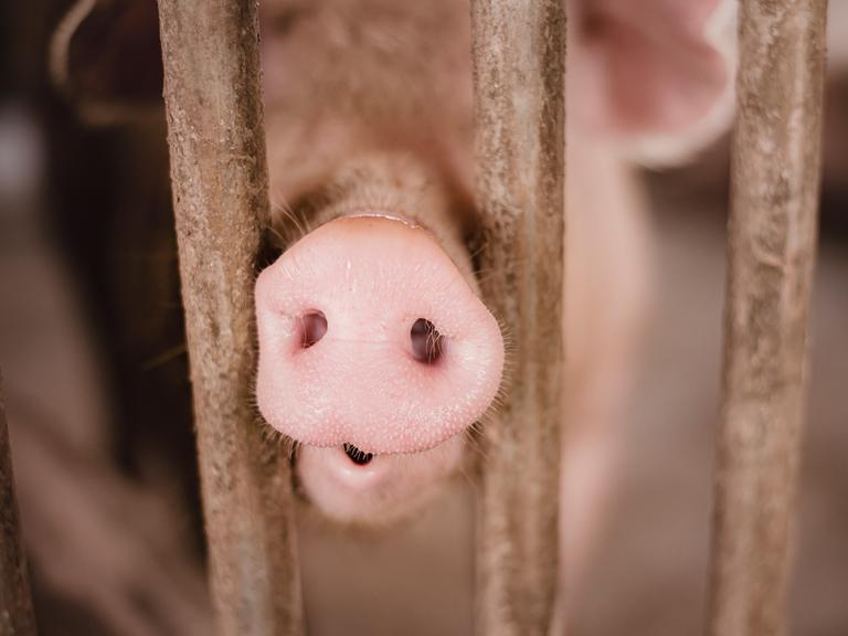 Nahaufnahme eines Schweins, das seine Nase durch zwei Gitterstäbe schiebt.