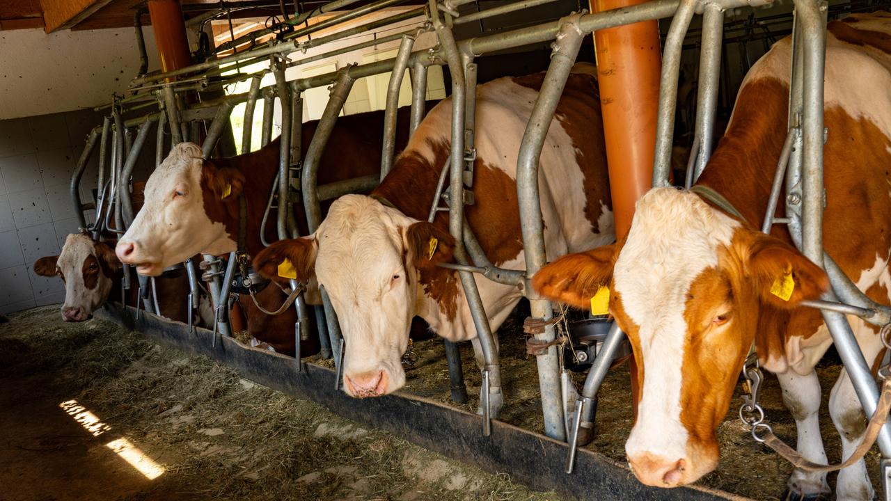 Das Foto zeigt mehrere braun-weiß gefleckte Kühe. Sie stehen angebunden im Stall.