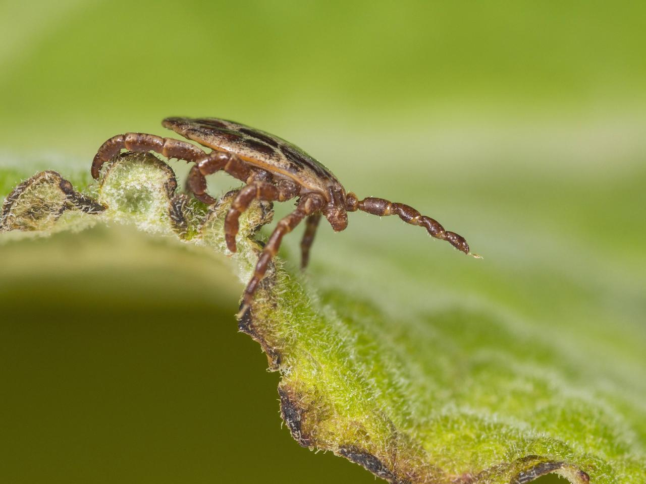 Eine männliche Auwaldzecke (Dermacentor reticulatus) in Seitenansicht sitzt auf einem Blatt.