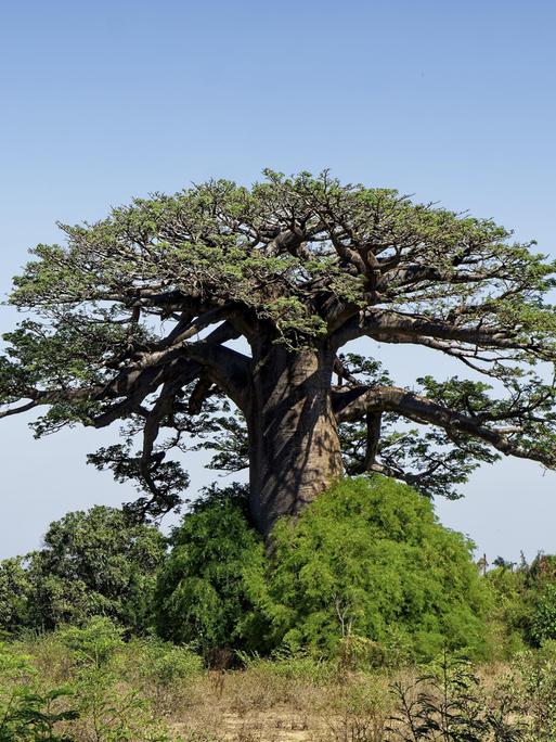 Afrikanischer Affenbrotbaum 
