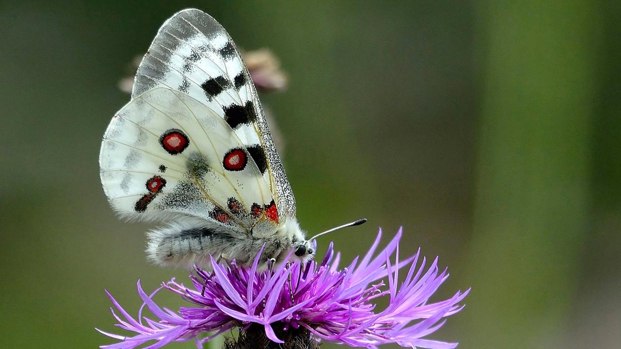 Zu sehen ist der Mosel-Apollofalter auf einer Blume. Der Schmetterling hat weiße Flügel mit schwarzen und roten Flecken. Zu sehen ist der Mosel-Apollofalter auf einer Blume. Der Schmetterling hat weiße Flügel mit schwarzen und roten Flecken.
