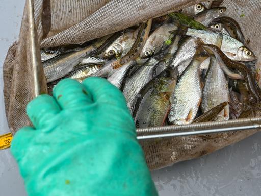 In einem Kescher sind Fische. Sie wurden aus der Oder entnommen.